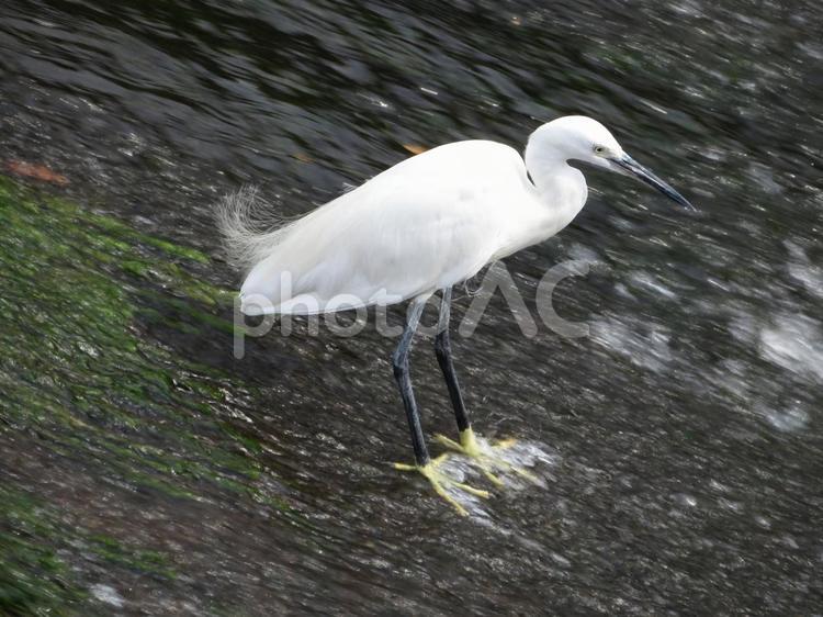 急流に耐えながら獲物を待つコサギ コサギ,鳥,野鳥の写真素材