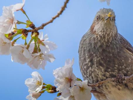 桜とヒヨドリ 桜とヒヨドリの写真