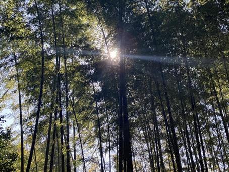 竹林（横） 竹,林,ちくりんの写真素材