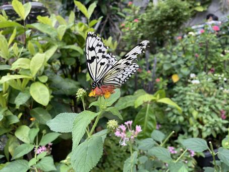 蜜を吸う蝶 蜜を吸う蝶 ちょう,蝶々,虫の写真素材