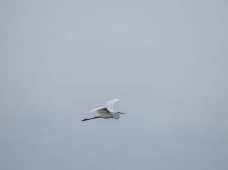 飛翔するダイサギ 飛翔するダイサギの写真