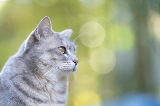 まんまるお目目の猫 野良猫,猫,ネコの写真素材