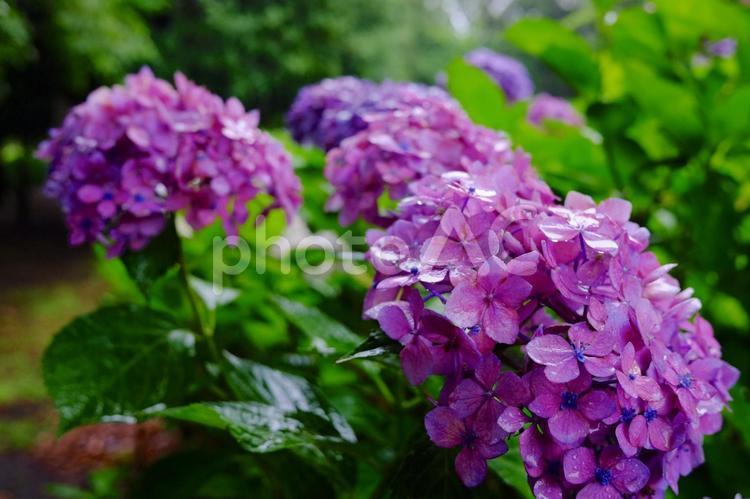 雨に濡れた紫陽花（アジサイ）の花 アジサイ,水滴,紫陽花の写真素材