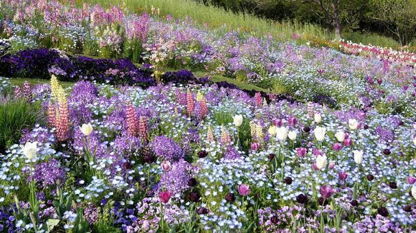 スプリングガーデン-1781 ルピナス,リナリア,ネモフィラの写真素材