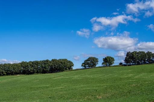 稜線に沿って連なる木立と緑の丘 稜線に沿って連なる木立と緑の丘 丘,木立,緑の写真素材