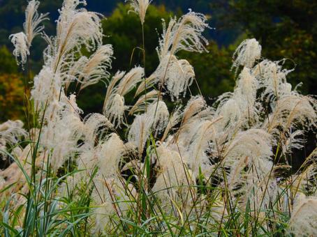 ススキ(守門岳) ススキ(守門岳) ススキ,すすき,草の写真素材