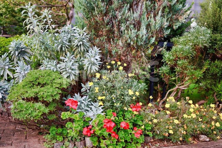 庭園の花の写真　自然の素材 花,ナチュラル,お洒落の写真素材