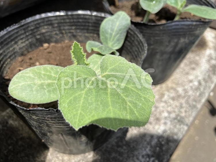 かぼちゃの苗 かぼちゃ,葉,葉っぱの写真素材