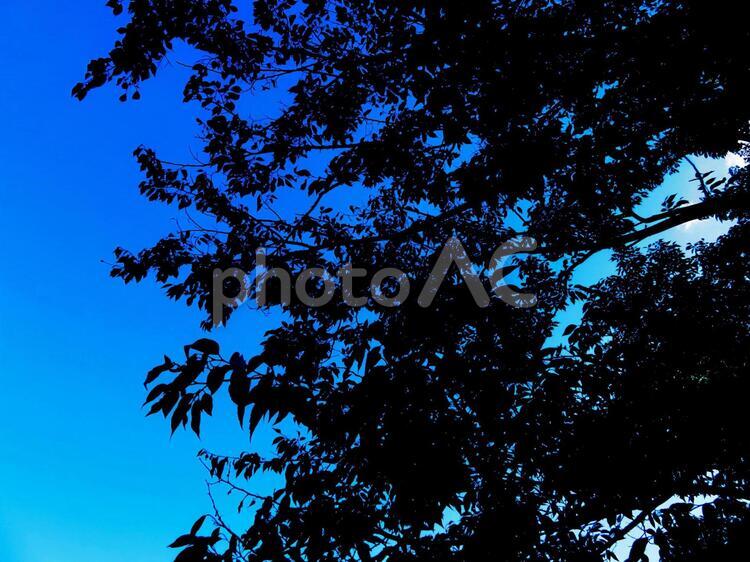 真夏　青い空　逆光　木々のシルエット 真夏,夏,空の写真素材