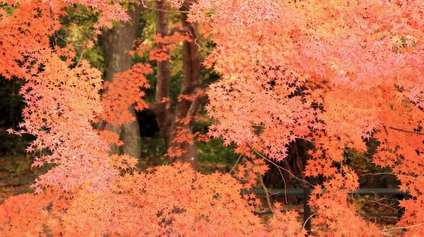 11月の河口湖もみじ回廊の紅葉 紅葉,秋,もみじの写真素材