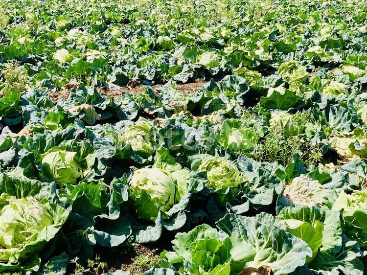 野菜背景　キャベツ畑　自然新緑初夏5月 キャベツ,野菜,畑の写真素材