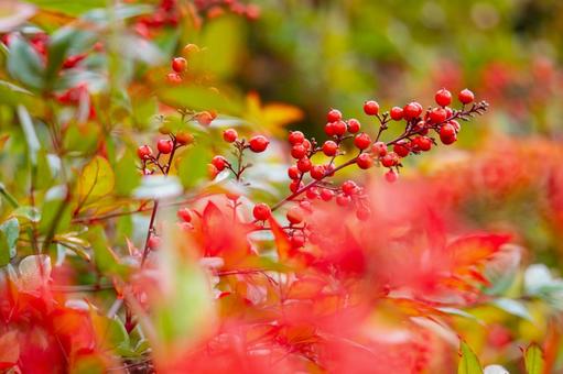 ナンテンの実⑿ 実,ナンテン,植物の写真素材