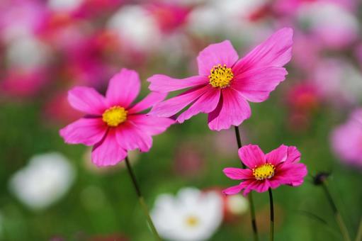 コスモス畑 濃いピンクの満開の花 コスモス畑 濃いピンクの満開の花 コスモス,秋,花の写真素材