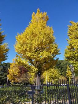 黄金の木 イチョウ,秋,銀杏の写真素材