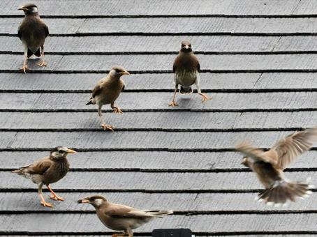 Starling, JPG Starling, JPG