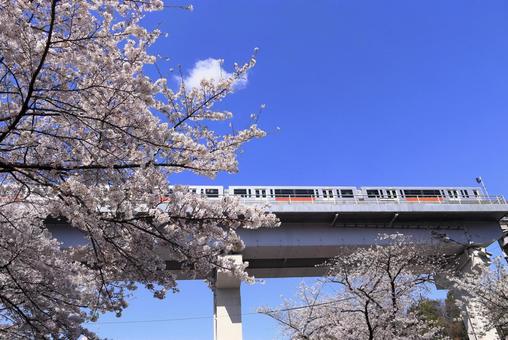 モノレールと桜 桜,春,モノレールの写真素材