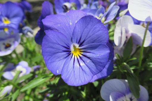深みのある青紫色をした花壇のパンジー 深みのある青紫色をした花壇のパンジーの写真