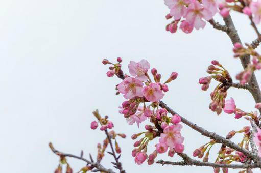 薄曇りの日に咲く早咲きの桜 薄曇りの日に咲く早咲きの桜の写真