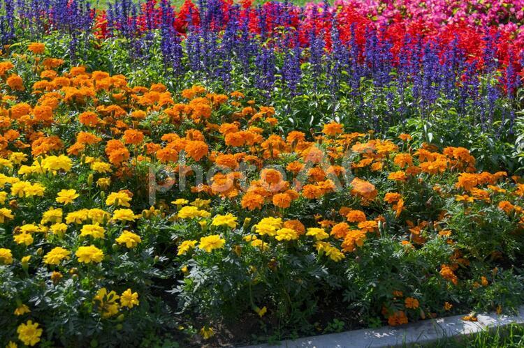 大通公園　秋の花壇2 さわやか,ガーデニング,ガーデンの写真素材