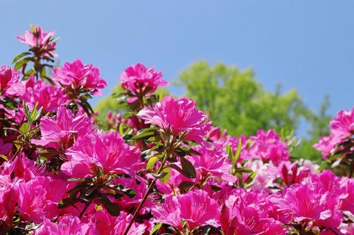 ツツジの花 ツツジの花 ツツジ,花,つつじの写真素材