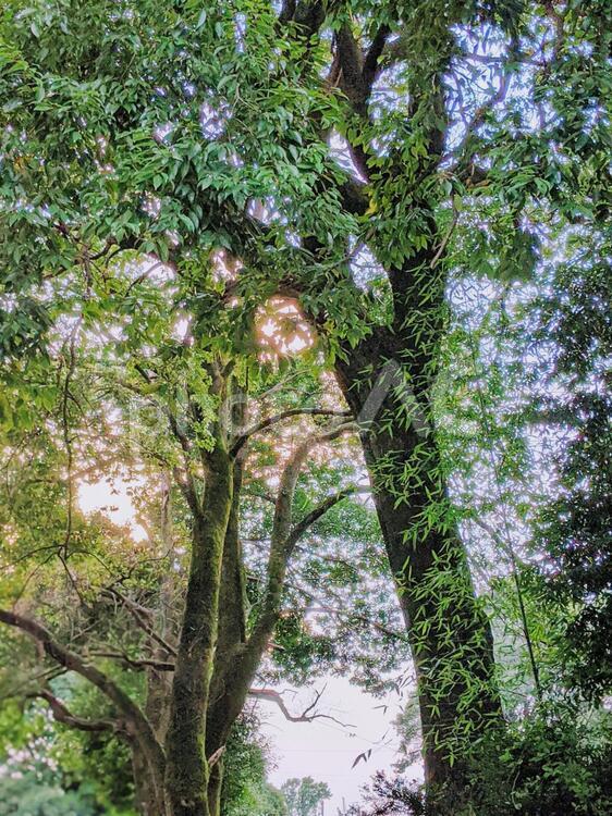 夏の午後の日に透ける森の緑 森林,葉,木材の写真素材