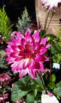 ダリアの花 ダリアの花の写真