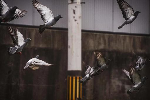 <Material> A dove flying and flapping its wings in the sky, dove, dobat, jump, JPG