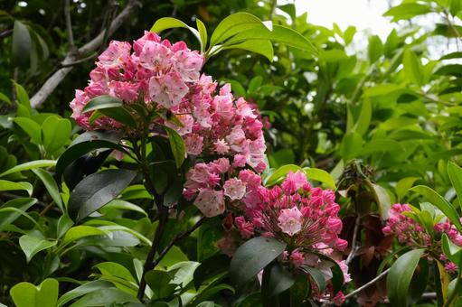カルミア(アメリカシャクナゲ) カルミア(アメリカシャクナゲ) カルミア,アメリカシャクナゲ,春の花の写真素材