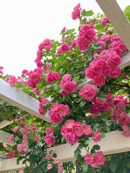 植物園のバラ棚 植物園のバラ棚 薔薇,ローズ,バラ棚の写真素材