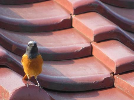 ショウビタケ ショウビタケ,鳥,野鳥の写真素材