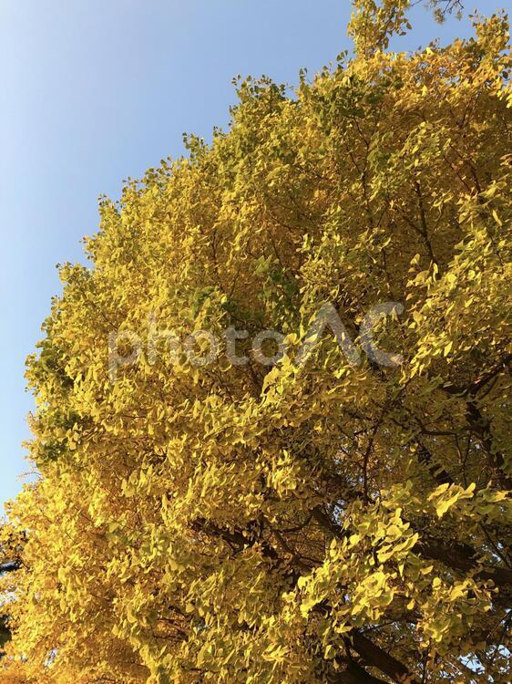 銀杏の大木（１） イチョウ,黄色,紅葉の写真素材