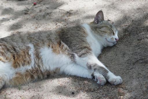 ねこ のらねこ,にゃんこ,可愛いの写真素材