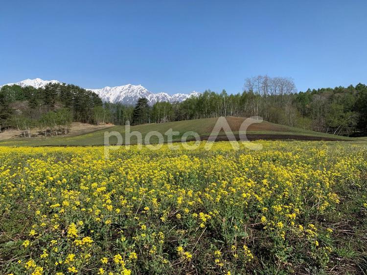 青空の中山高原の桜 青空,中山高原,桜の写真素材