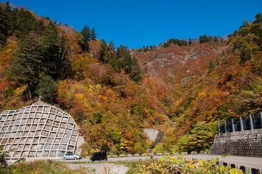 白山白川郷ホワイトロードの紅葉 白山白川郷ホワイトロード,紅葉,秋の写真素材