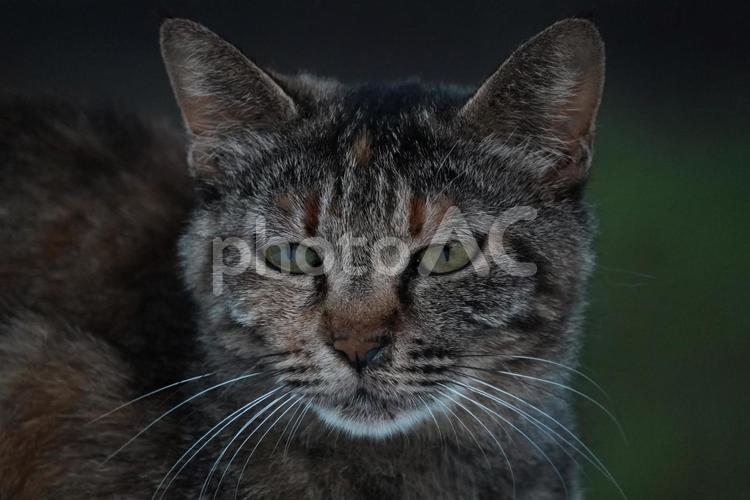 猫の眼差し 猫,生き物,眼差しの写真素材