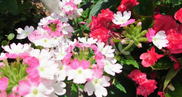 爽やかな花のある風景 ピンク,フィールド,何人もありませんの写真素材