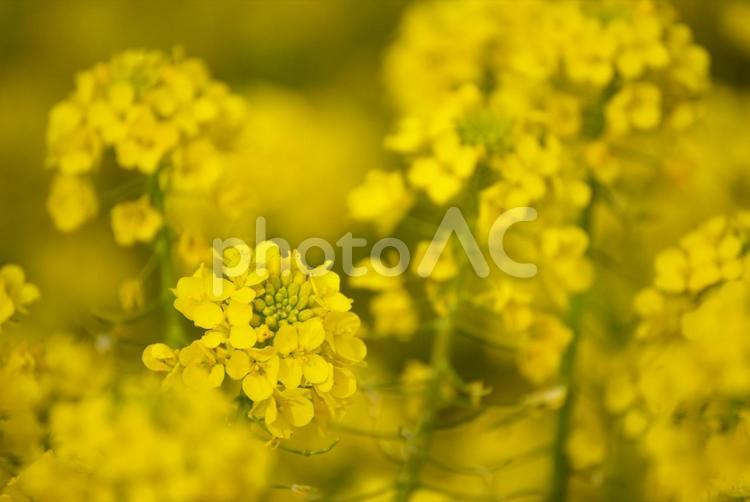 満開の菜の花畑と青空　 京都府,京都,亀岡の写真素材