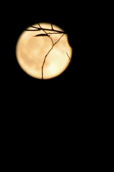 満月の夜 満月の夜の写真