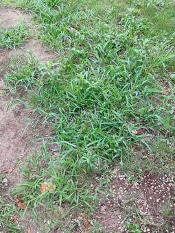 夏の雑草 夏の雑草の写真