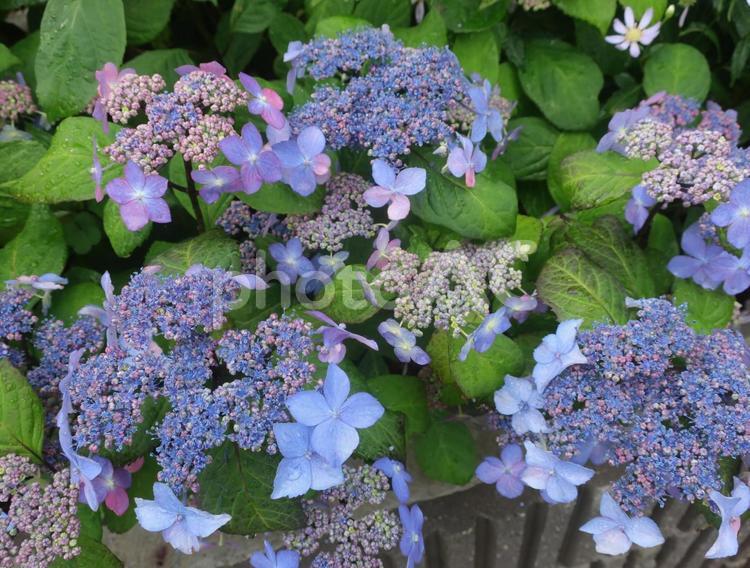 紫陽花　梅雨の季節　日本の花 紫陽花,あじさい,アジサイの写真素材