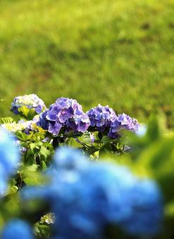 飯綱高原　紫陽花9 飯綱高原,紫陽花,自然の写真素材