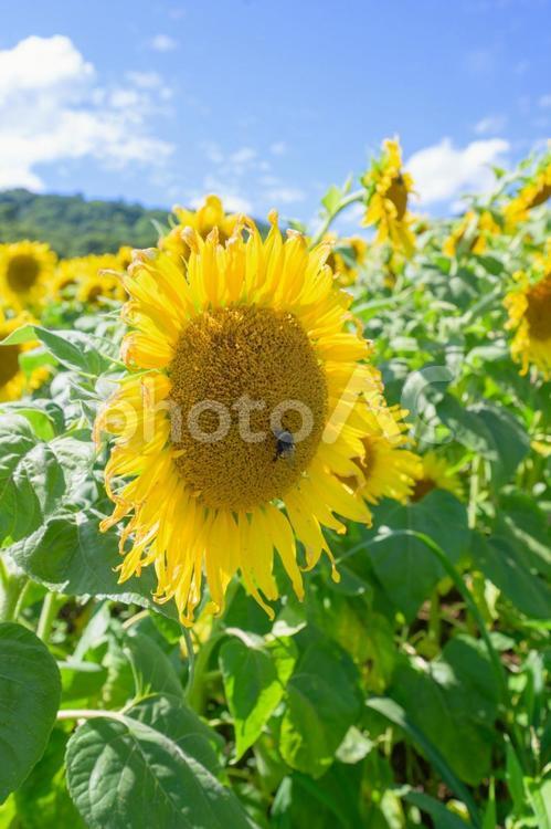 元気に咲くひまわり　夏の太陽のような存在 ひまわり,元気,咲くの写真素材