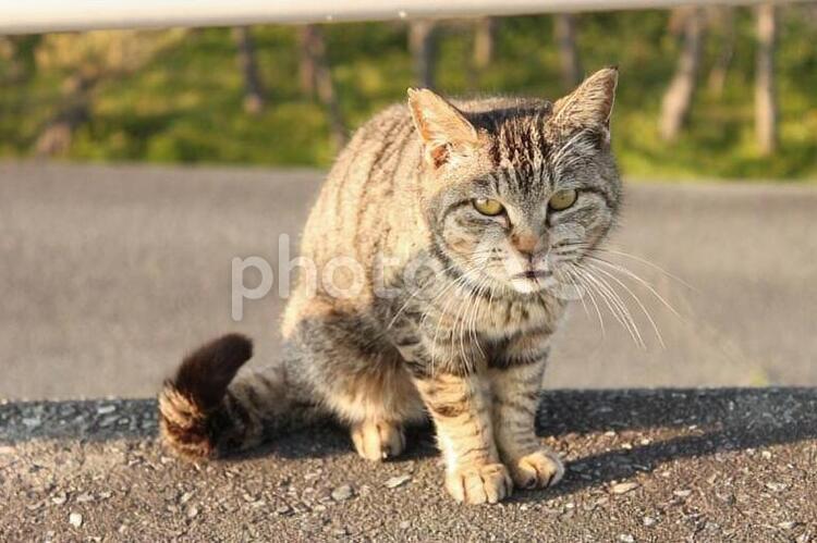 何みてんだよネコ ネコ,猫,ねこの写真素材