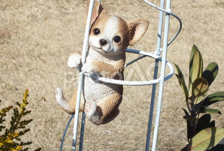 犬を配置した庭造り 犬,置物,マスコットの写真素材