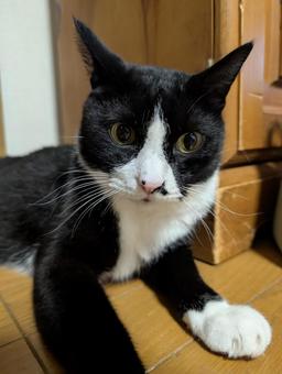 くつろぐ猫 8 くつろぐ猫 8の写真