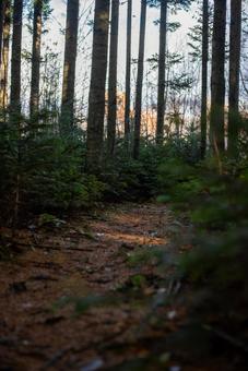 森から続く獣道 森,獣道,森林の写真素材