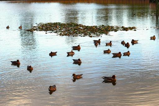 上総更級公園の「修景池に集まるカモたち」 上総更級公園の「修景池に集まるカモたち」 カモ,鳥,動物の写真素材