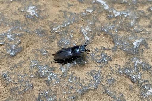 コクワガタ コクワガタの写真