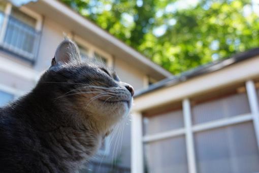 見上げる猫 猫,ネコ,ねこの写真素材