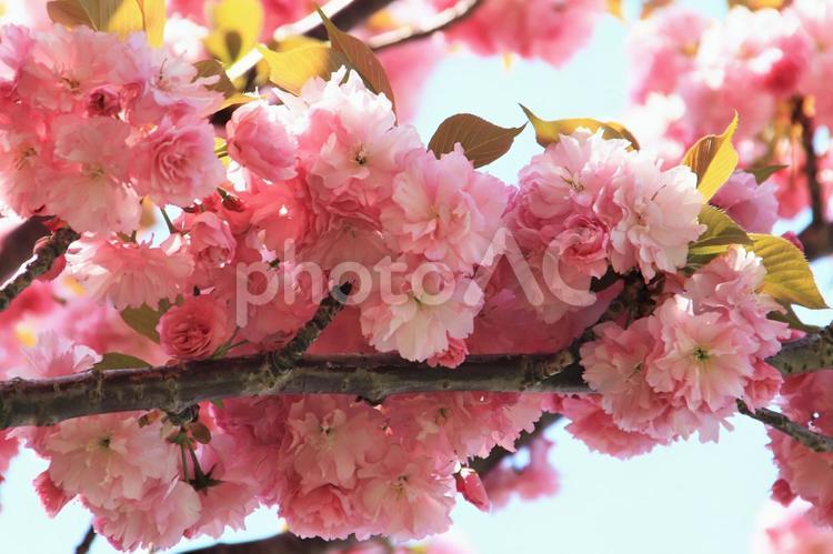散歩道のかわいいピンクの桜 桜,さくら,サクラの写真素材